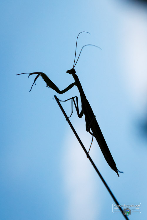 photo silhouette mante religieuse verdon